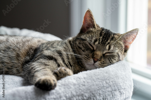 Fotografi Sleeping cat on a cat tree bed near a sunny window