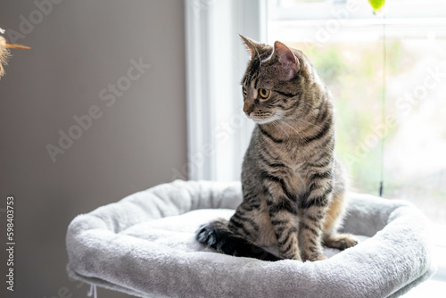 Grey tabby cat sitting on a cat tree bed on a sunny day