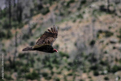 vulture