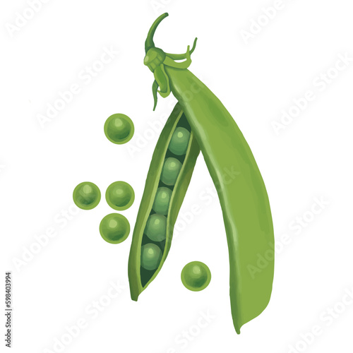 Green pea. The end of the pod of green peas. Vector image. Isolate on a white background. Element for packaging design.
