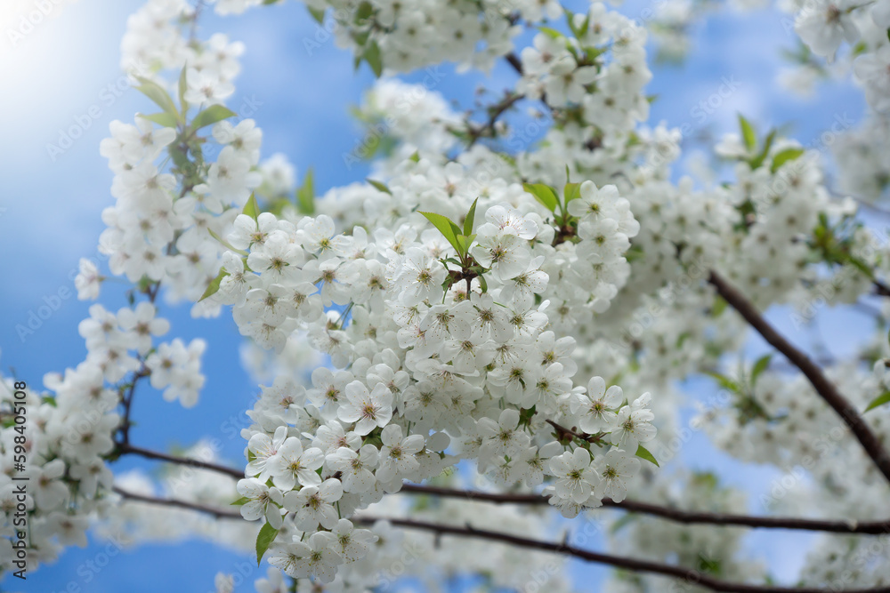 Beautiful, bright flowers in a spring sun-drenched park. Beautiful, bright flowers in a spring sun-drenched park.