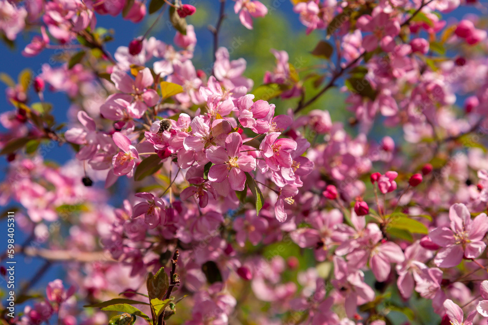 Pink flowers on the branches of an apple tree on a bright spring sunny day. Branches of a blooming wild apple tree and an Apple Blossom Beetle sitting on a flower. Tropinota hirta. Selective focus.