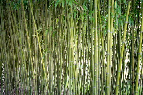 ein Bambushain