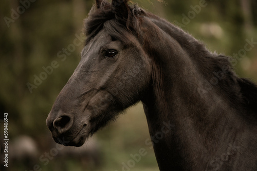 Portrait of a black horse outdoors