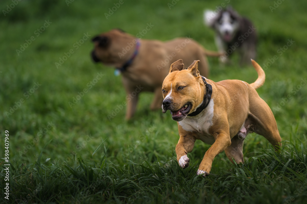 2023-04-30 A TAN AND WHITE PITBULL MIX RUNNING AT A OFF LEASH DOG PARK IN REDMOND WASHINGTON
