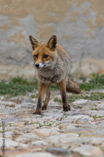 terrestrial animals, beautiful, red, view, sitting, mammal, wildlife, vulpes, attentive, scavenger, fur, deserted, on top, vulpes vulpes, human environment, brown, look, morning, color, cautious, cute