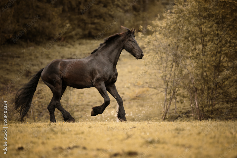 black horse gallop black horse gallop