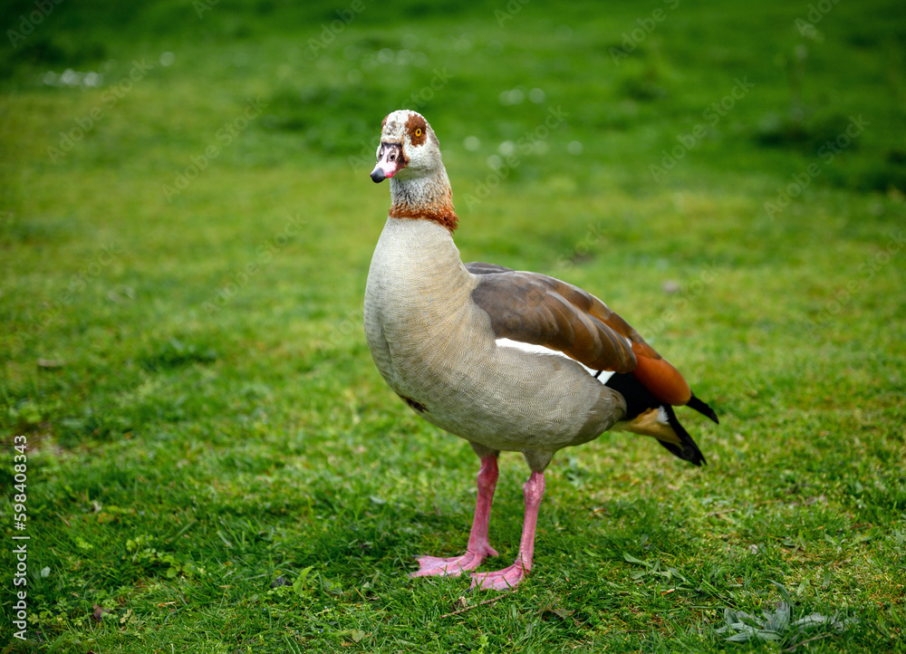 Egyptian goose standing on grass on Chislehurst Commons, Kent, UK. Egyptian goose (Alopochen aegyptiaca). Chislehurst is in the Borough of Bromley, Greater London Egyptian goose standing on grass on Chislehurst Commons, Kent, UK. Egyptian goose (Alopochen aegyptiaca). Chislehurst is in the Borough of Bromley, Greater London