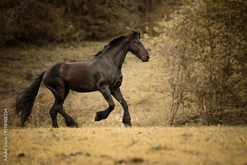 black horse gallop