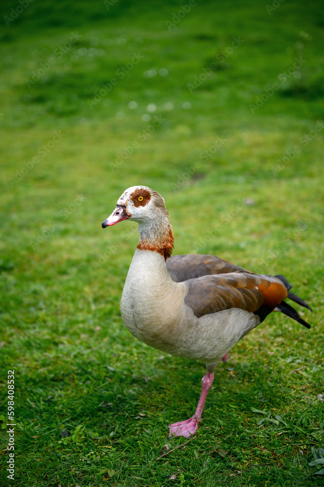Egyptian goose walking on grass on Chislehurst Commons, Kent, UK. Egyptian goose (Alopochen aegyptiaca). Chislehurst is in the Borough of Bromley, Greater London Egyptian goose walking on grass on Chislehurst Commons, Kent, UK. Egyptian goose (Alopochen aegyptiaca). Chislehurst is in the Borough of Bromley, Greater London