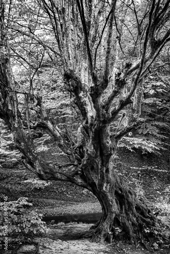 Beautiful big old tree in the forest. Black and white view