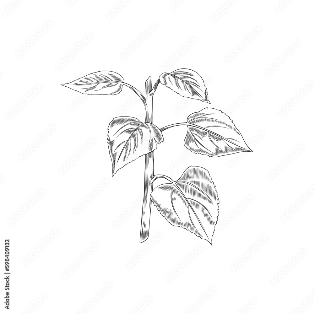 Hand drawn monochrome sunflower's stem with leaves sketch style