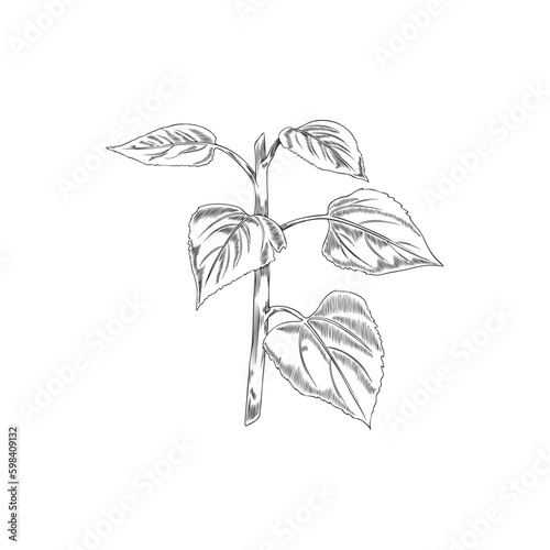 Hand drawn monochrome sunflower's stem with leaves sketch style