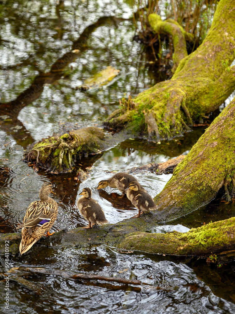 Female mallard duck with ducklings at Rush pond on Chislehurst Commons. Chislehurst is in the Borough of Bromley, Greater London. Mallard duck (Anas platyrhynchos), Kent, UK. Female mallard duck with ducklings at Rush pond on Chislehurst Commons. Chislehurst is in the Borough of Bromley, Greater London. Mallard duck (Anas platyrhynchos), Kent, UK.