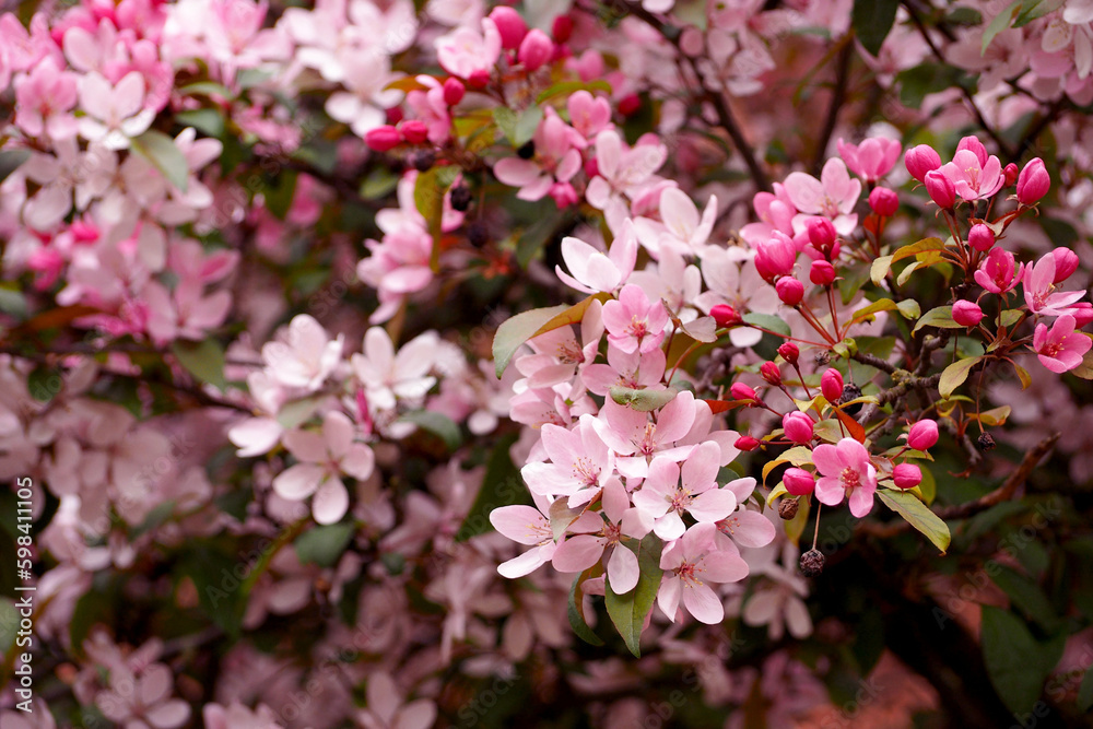 close branch on sakura tree with small pink flowers in spring on pink background. side view . light pink background. nature close branch on sakura tree with small pink flowers in spring on pink background. side view . light pink background. nature
