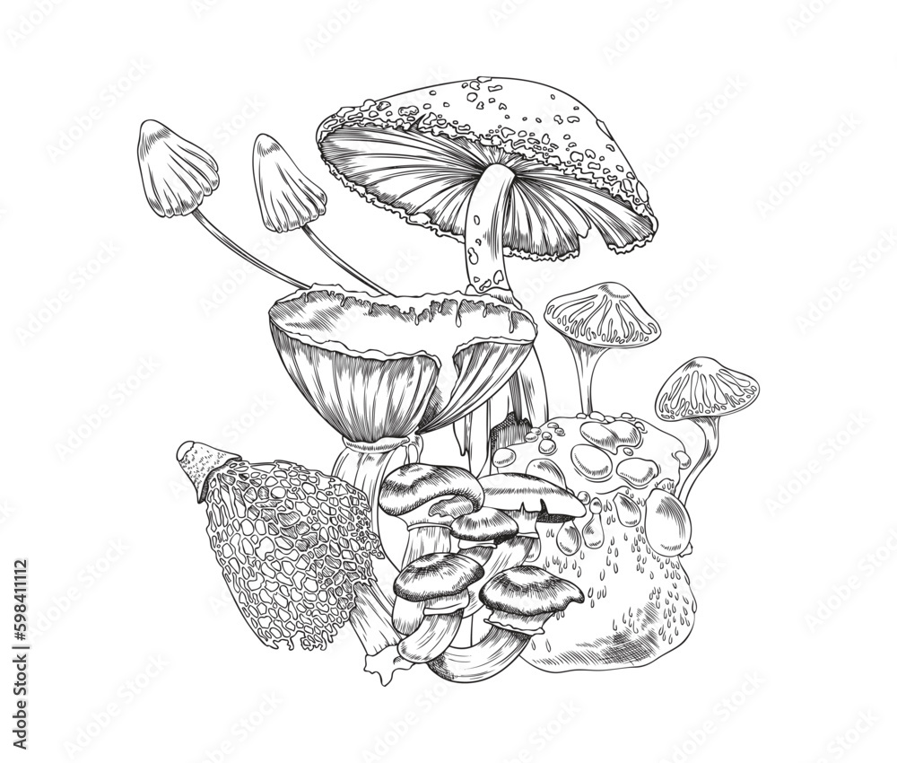Forest mushrooms fungus, hand drawn engraving vector illustration isolated.