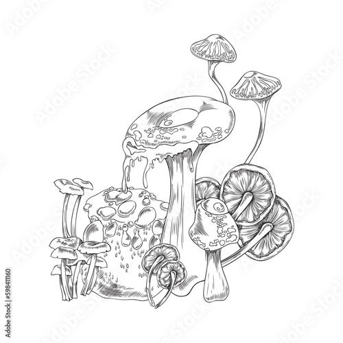 Toadstools and mushrooms fantasy plants hatching vector illustration isolated.