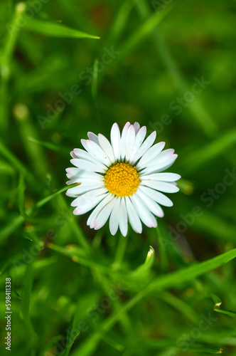 Daisy flower close up