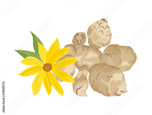 Jerusalem artichoke and yellow flower isolated on white background. Vector cartoon illustration of topinambur.