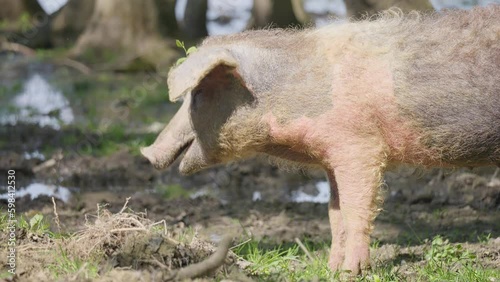 Close-up footage of a Turopolje pig (Turopoljska svinja) in the swamps near the village of Muzilovcica, Lonjsko Polje Nature Park, Croatia photo