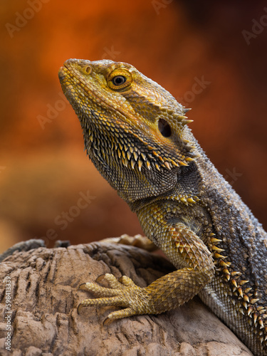 inland bearded dragon on red background