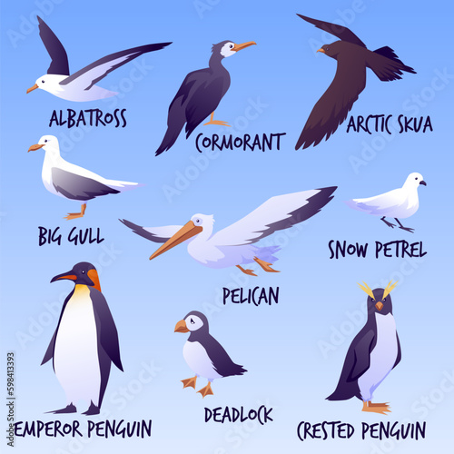 Sea birds infographic set  flat vector illustration isolated.