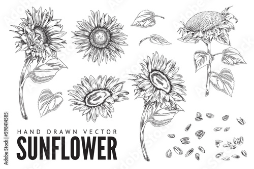 Sunflowers hand drawn vintage sketch or engraving vector illustration isolated.