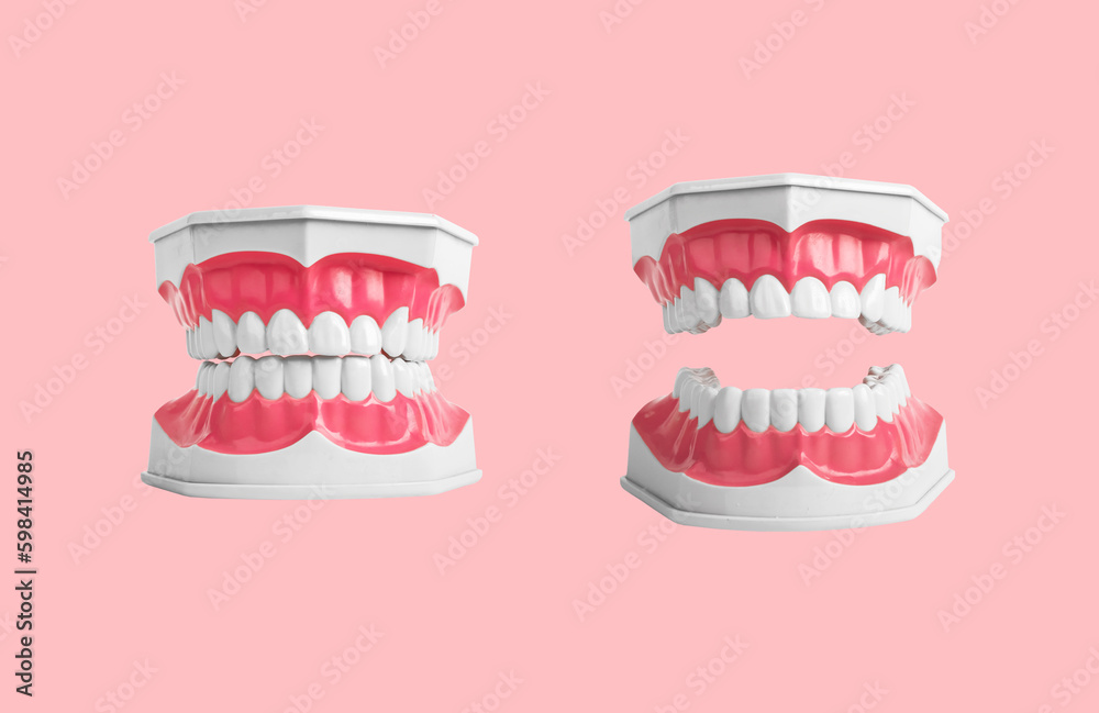 Open and closed jaws, teeth model on pink background Open and closed jaws, teeth model on pink background