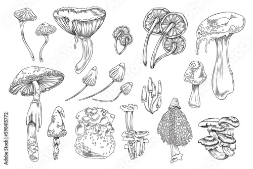 Poisonous toxic mushrooms collection, hand drawn vector illustration isolated.