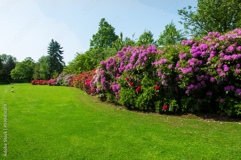 Amazing green lawn with giant Rhododendron bush blossoms of red and purple or pink color  and  mother and stroll in distance in the Hague