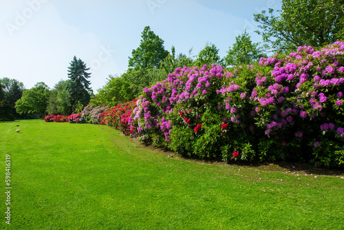 Amazing green lawn with giant Rhododendron bush blossoms of red and purple or pink color and mother and stroll in distance in the Hague