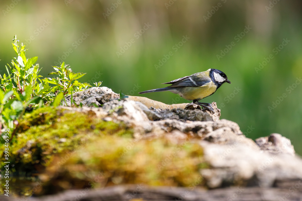 Cinciallegra solitaria appoggiata su una roccia in un parco naturale in italia, sfondo sfocato Cinciallegra solitaria appoggiata su una roccia in un parco naturale in italia, sfondo sfocato
