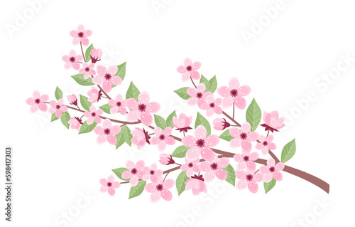 Pink cherry tree branch with flowers  buds and leaves isolated on white background. Vector illustration of sakura branch in flat style