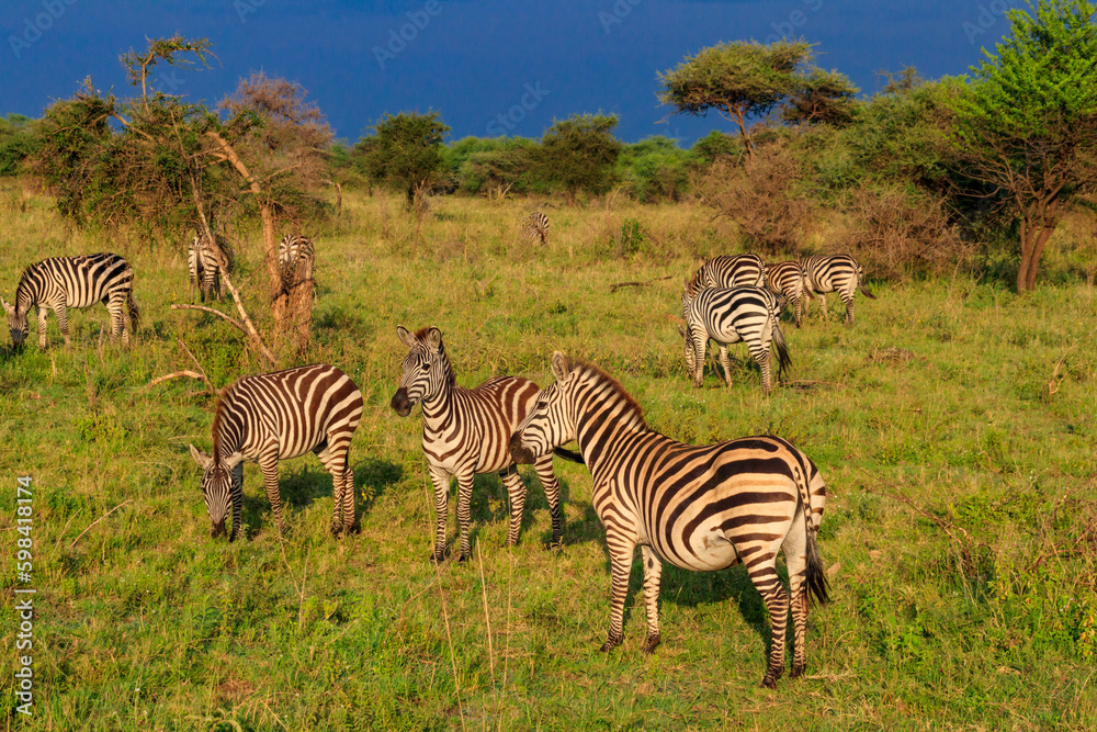 Fototapeta premium Herd of zebras in savanna in Serengeti national park in Tanzania. Wildlife of Africa