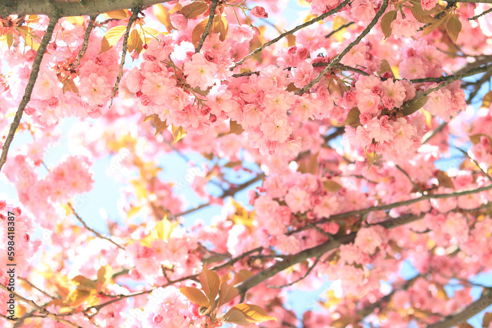 Obraz premium Beautiful pink sakura flowers. Beautiful nature with a flowering tree on a sunny day in spring. Sakura in full bloom