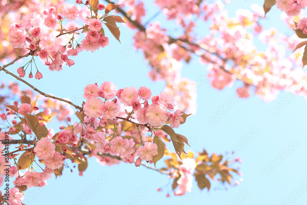 Beautiful pink sakura flowers. Beautiful nature with a flowering tree on a sunny day in spring. Sakura in full bloom