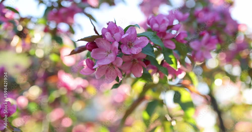 Spring blossom of a decorative apple tree, purple flowers on a green tree in the rays of the sunset. Spring blossom of a decorative apple tree, purple flowers on a green tree in the rays of the sunset.