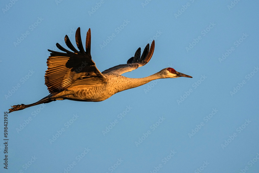 Obraz premium Sandhill Crane - Flight