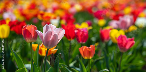 Tulpen in vielen verschiedenen Farben auf einem gro  en Blumenbeet