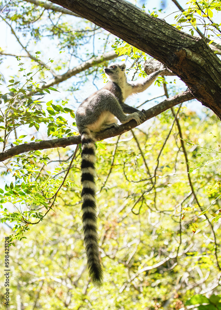 Ring-tailed lemur (Lemur catta) sitting on tree in their natural habitat Madagascar forest Ring-tailed lemur (Lemur catta) sitting on tree in their natural habitat Madagascar forest