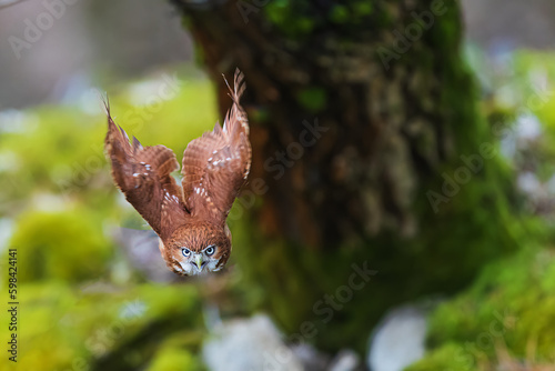 The Eurasian pygmy owl (Glaucidium passerinum) is the smallest owl in Europe © michal