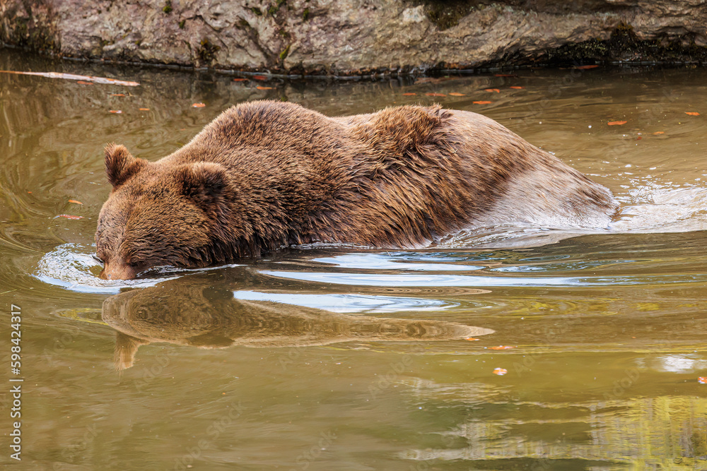 male brown bear (Ursus arctos) dives head underwater male brown bear (Ursus arctos) dives head underwater
