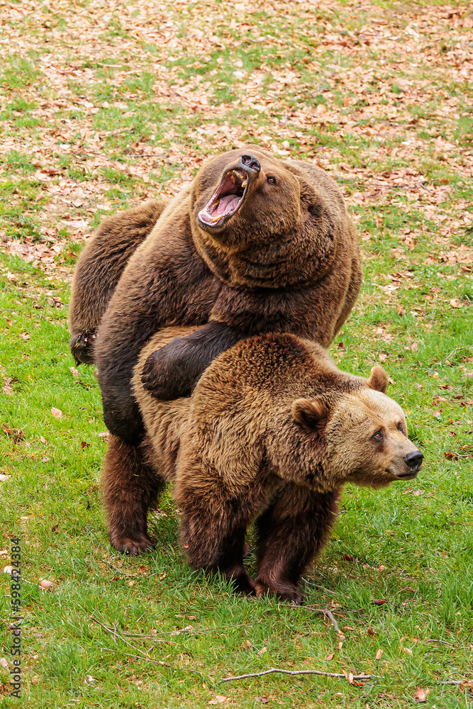 Fototapeta premium brown bear (Ursus arctos) male with female