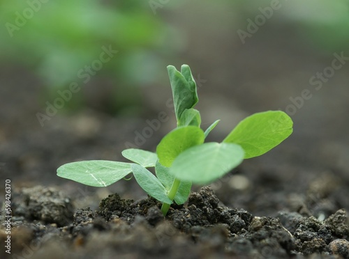 Fresh green pea seedling growing in home organic farm from soil in flower bed.