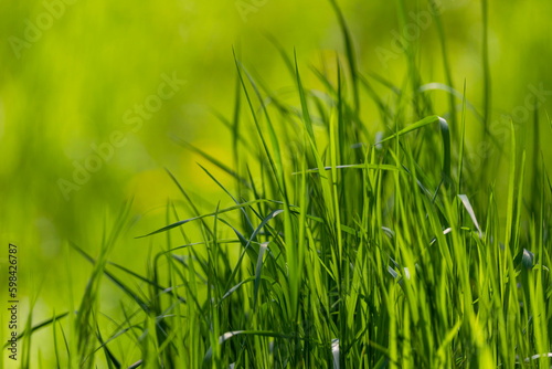 Fresh spring green grass in the wind and sunlight close up 