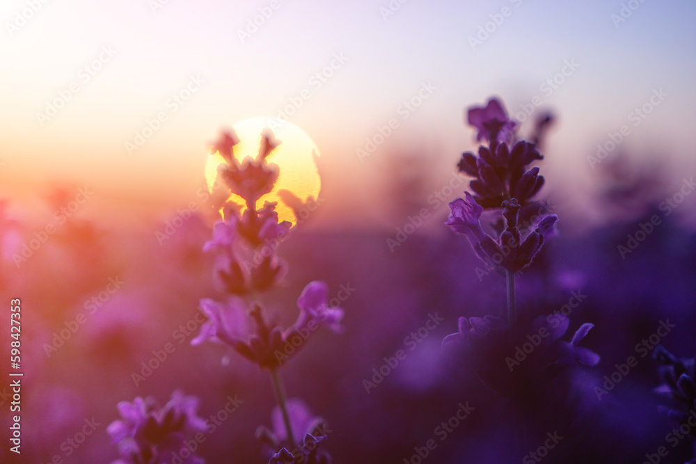 Lavender flower field closeup on sunset, fresh purple aromatic flowers for natural background. Design template for lifestyle illustration. Violet lavender field in Provence, France.