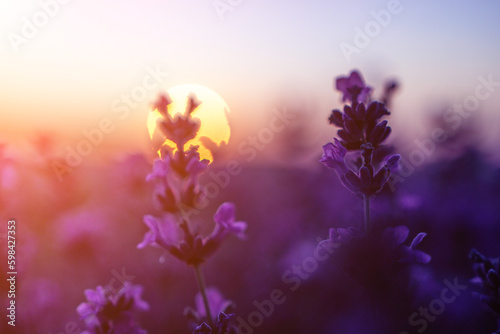 Lavender flower field closeup on sunset, fresh purple aromatic flowers for natural background. Design template for lifestyle illustration. Violet lavender field in Provence, France. © panophotograph