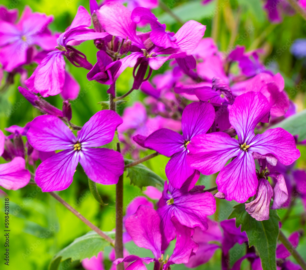Flower for landscaping - Lunaria, Lunaria rediviva. 
This is a perennial herb. It is used in landscape design.
