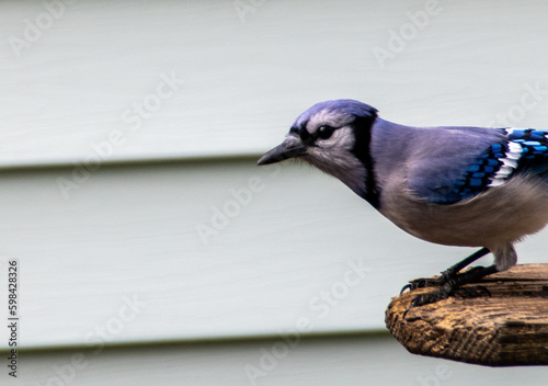 Fototapeta blue jay bird