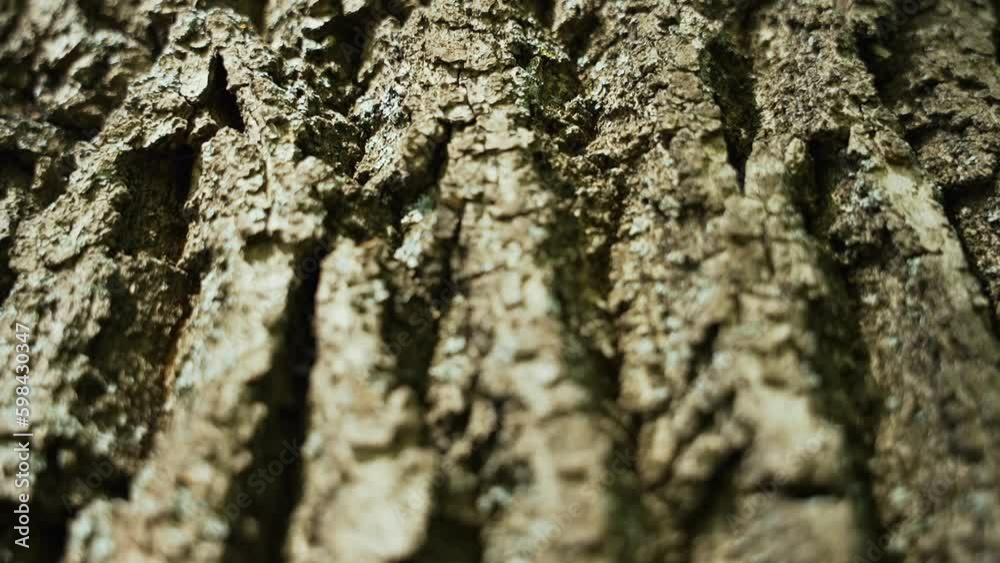 Texture of tree trunk in the park Close up of texture of an old oak tree bark. Tree bark background
Texture of tree trunk in the park Close up of texture of an old oak tree bark. Tree bark background
